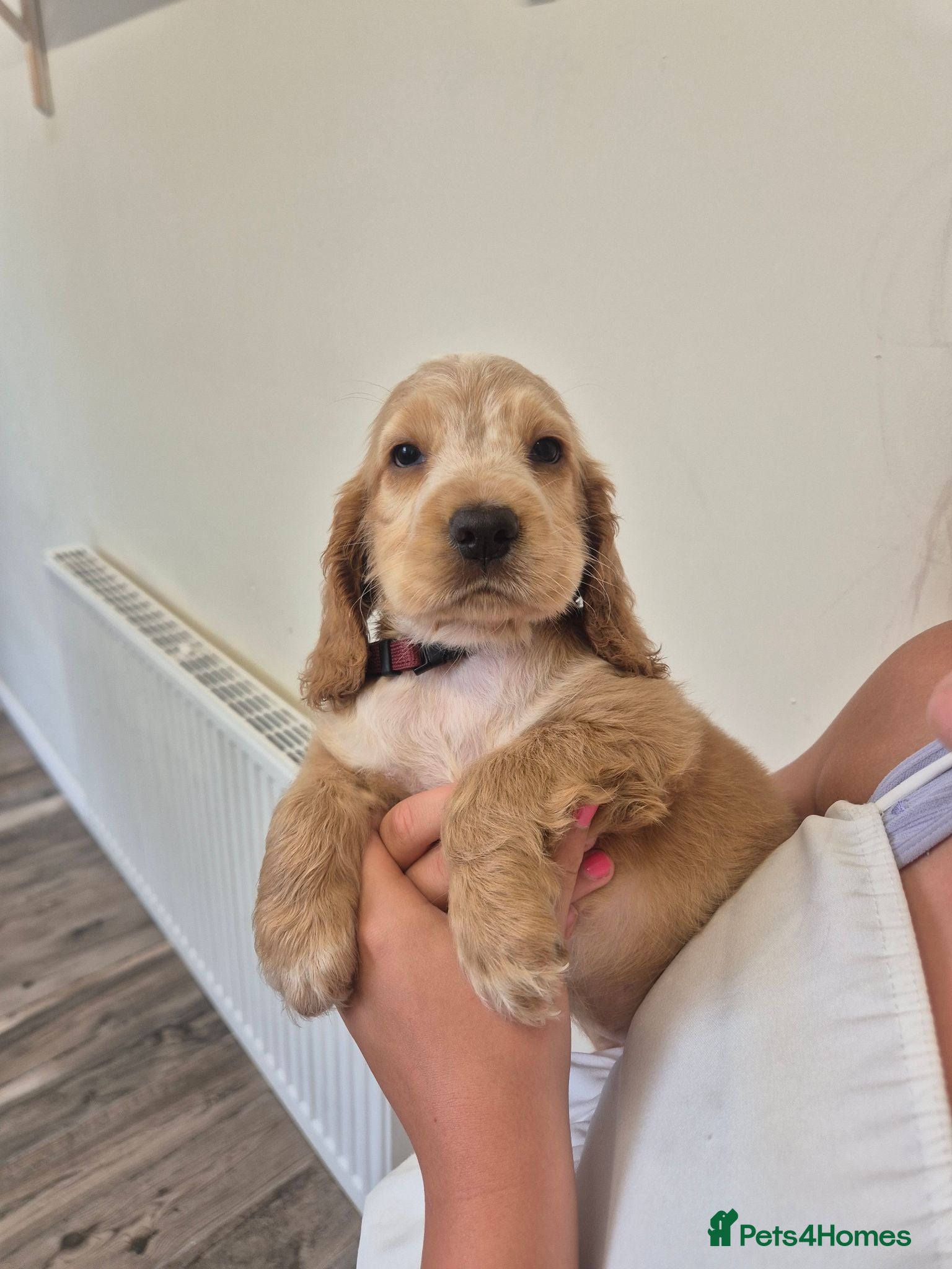 Cocker Spaniel dogs Ready Today! Show Type Cocker Spaniels  - Advert 2