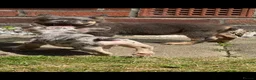 French Bulldog dogs for sale: Kc registered fluffy French bulldog pups  - Advert 32