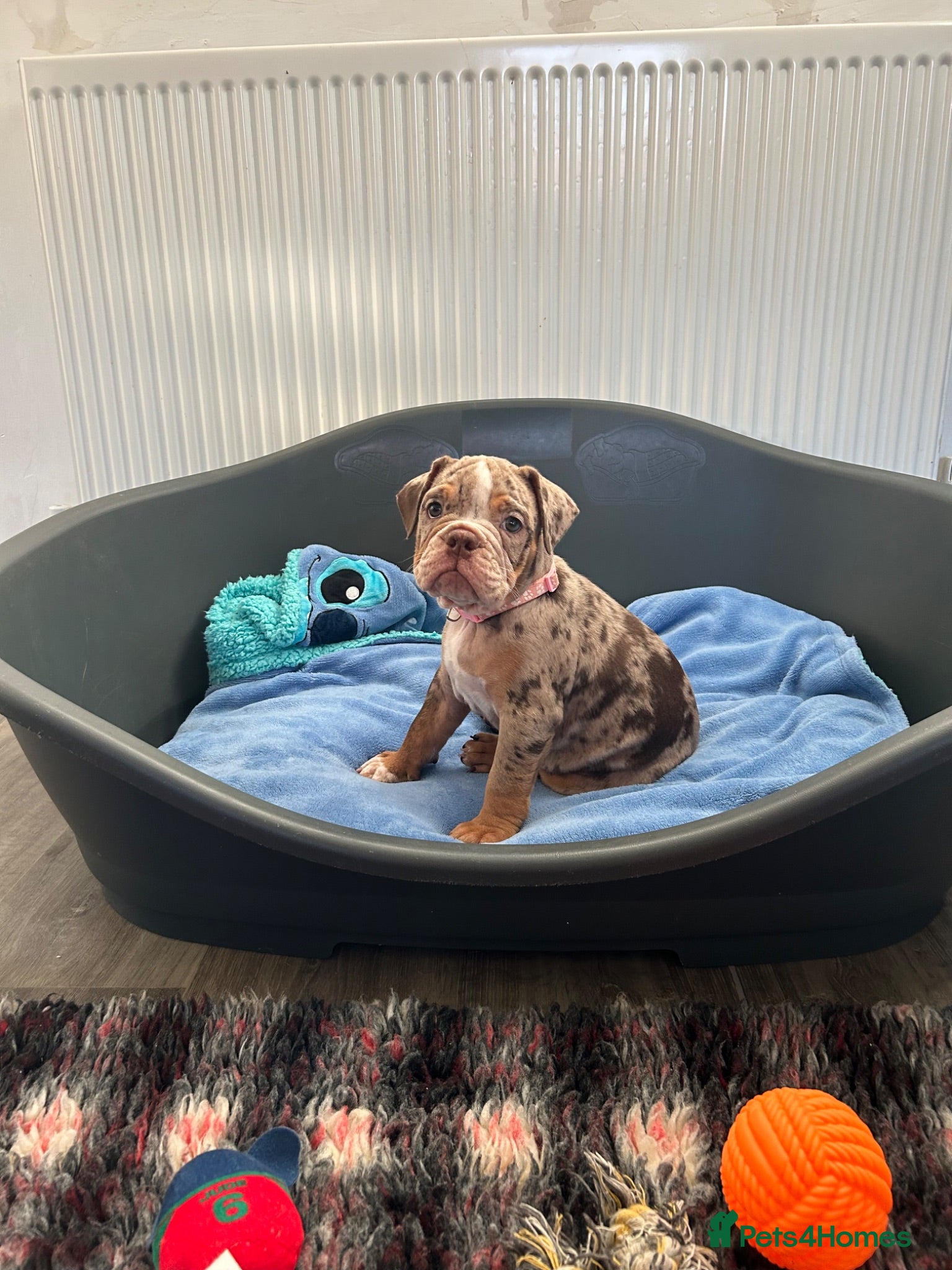 Dorset Olde Tyme Bulldogge dogs OLDE ENGLISH BULLDOG READY TO LEAVE  - Advert 1