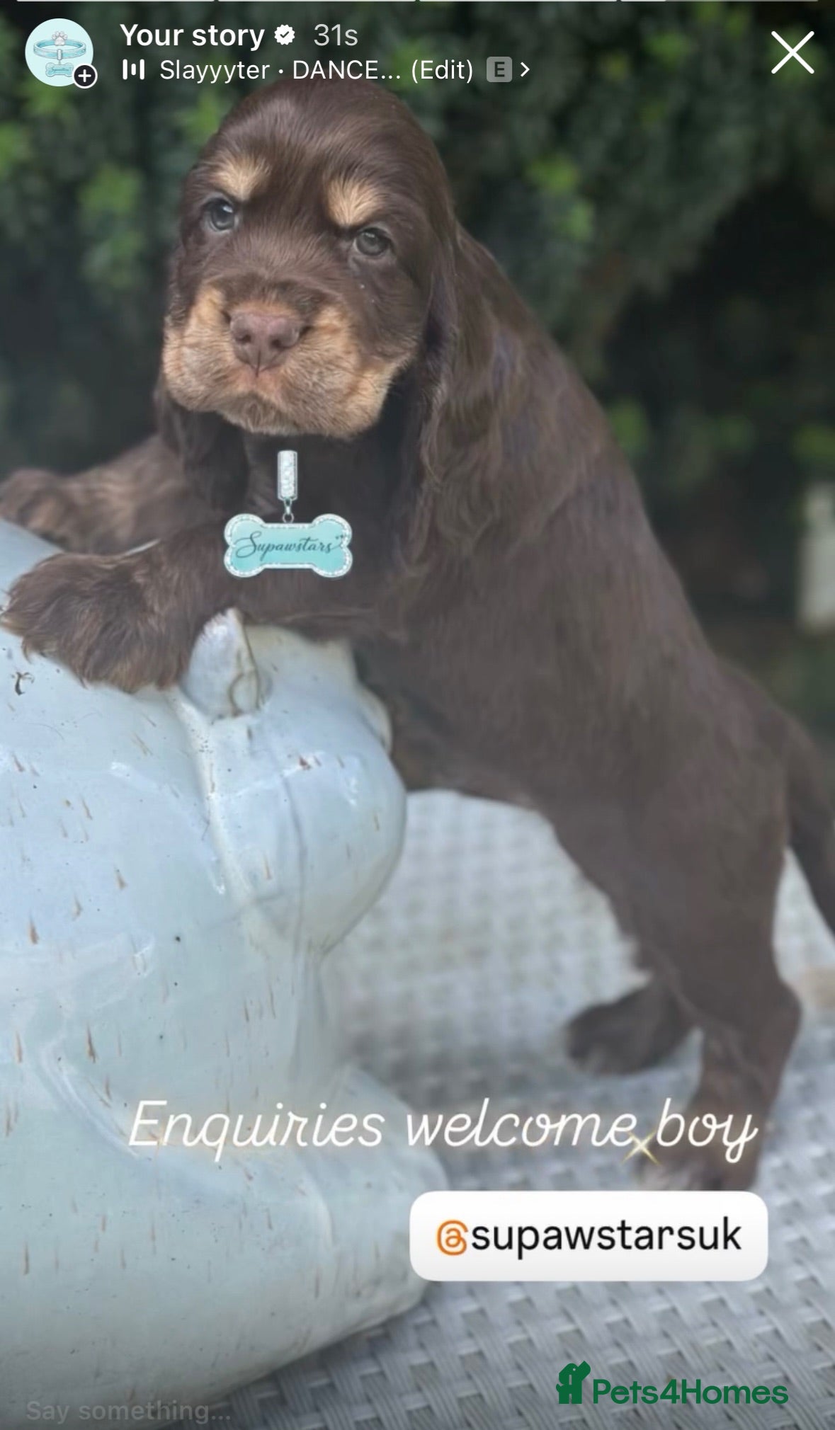 Cocker Spaniel dogs Stunning cocker spaniels - Advert 1