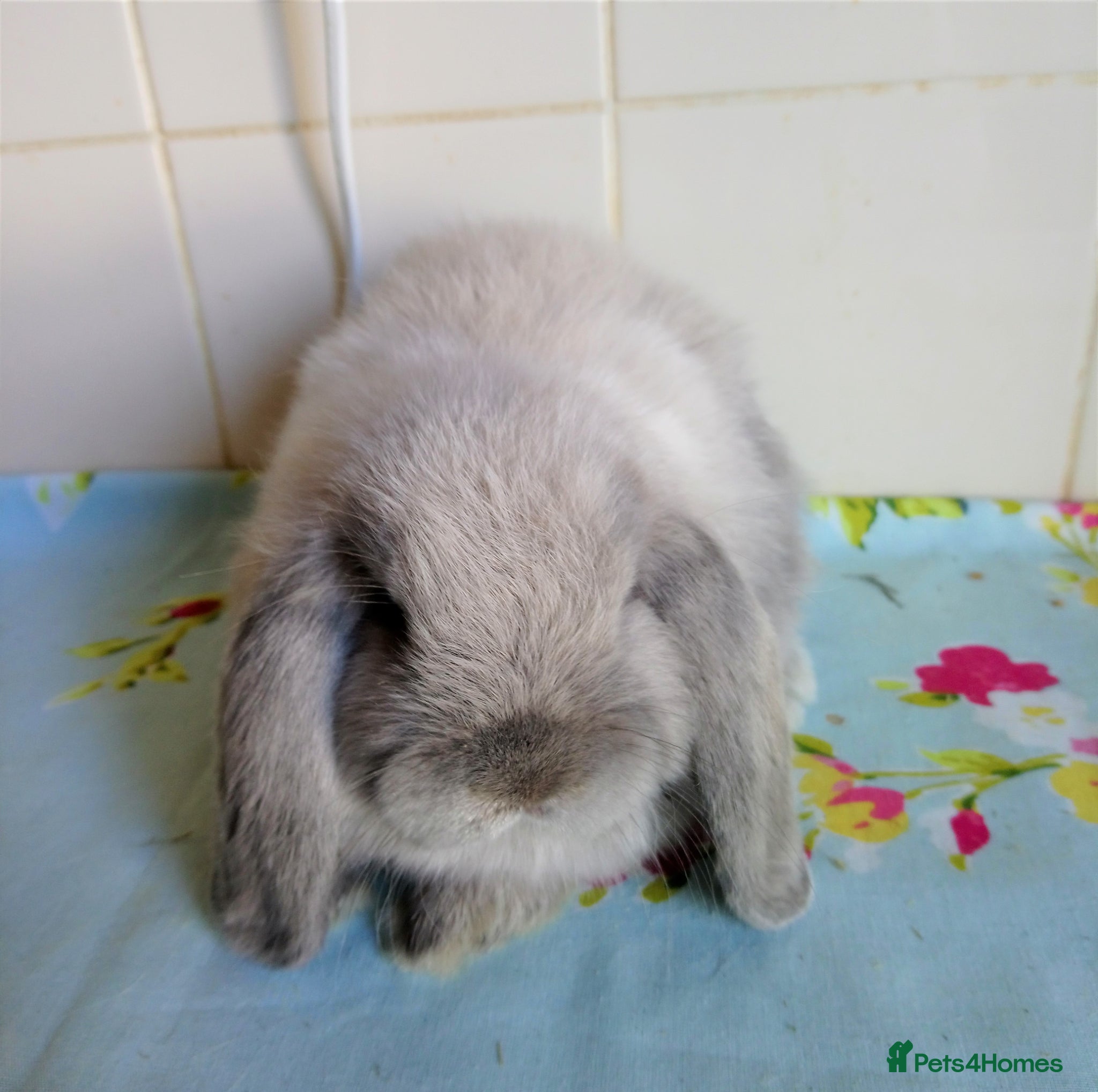 Mini Lop rabbits Pedigree Mini Lops - Advert 2