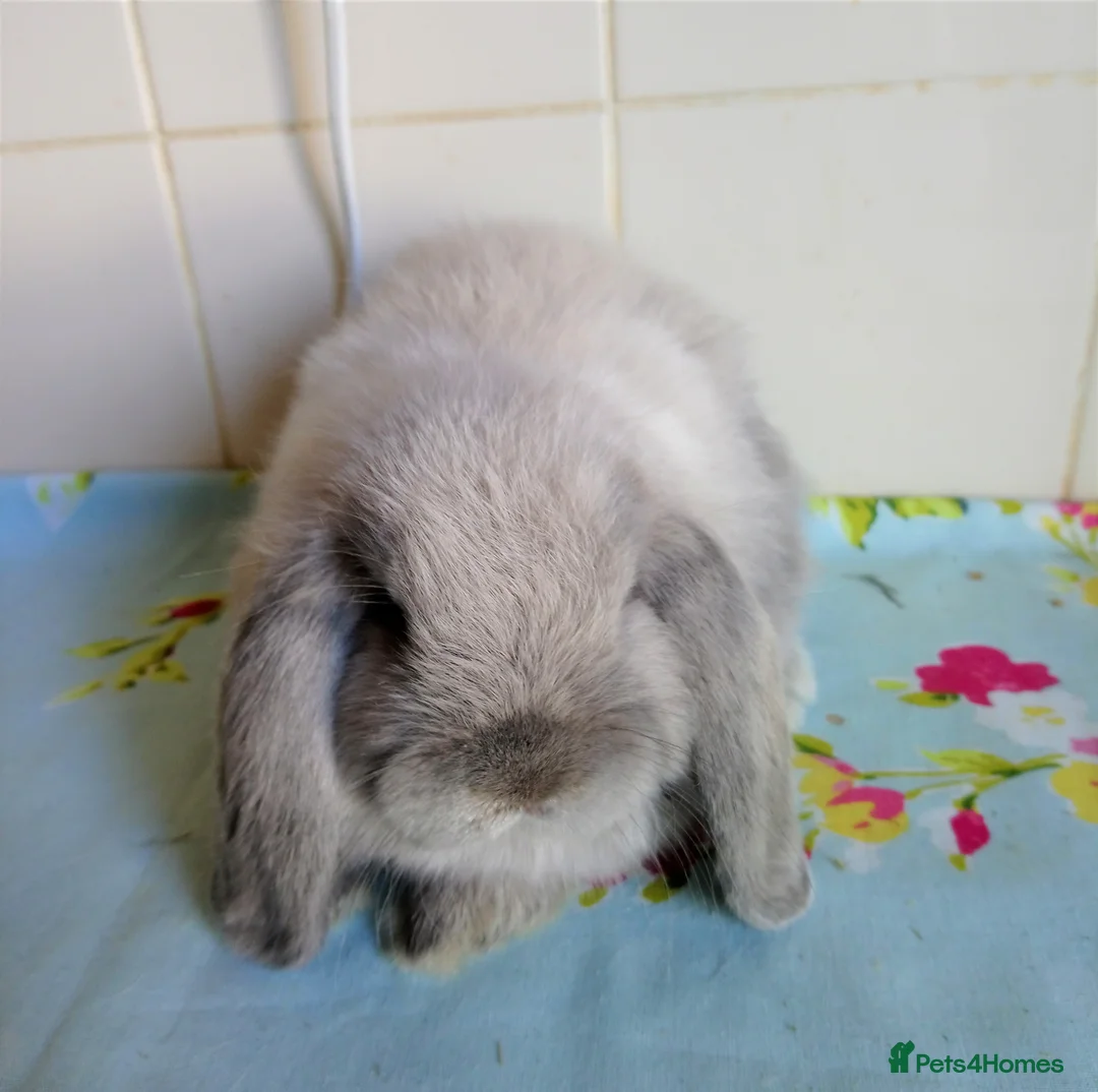 Mini Lop rabbits for sale: Pedigree Mini Lops - Advert 2