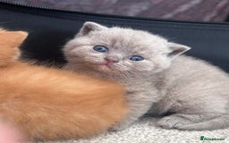 British Shorthair cats for sale: TICA Registered British Shorthair Kittens - Image 4
