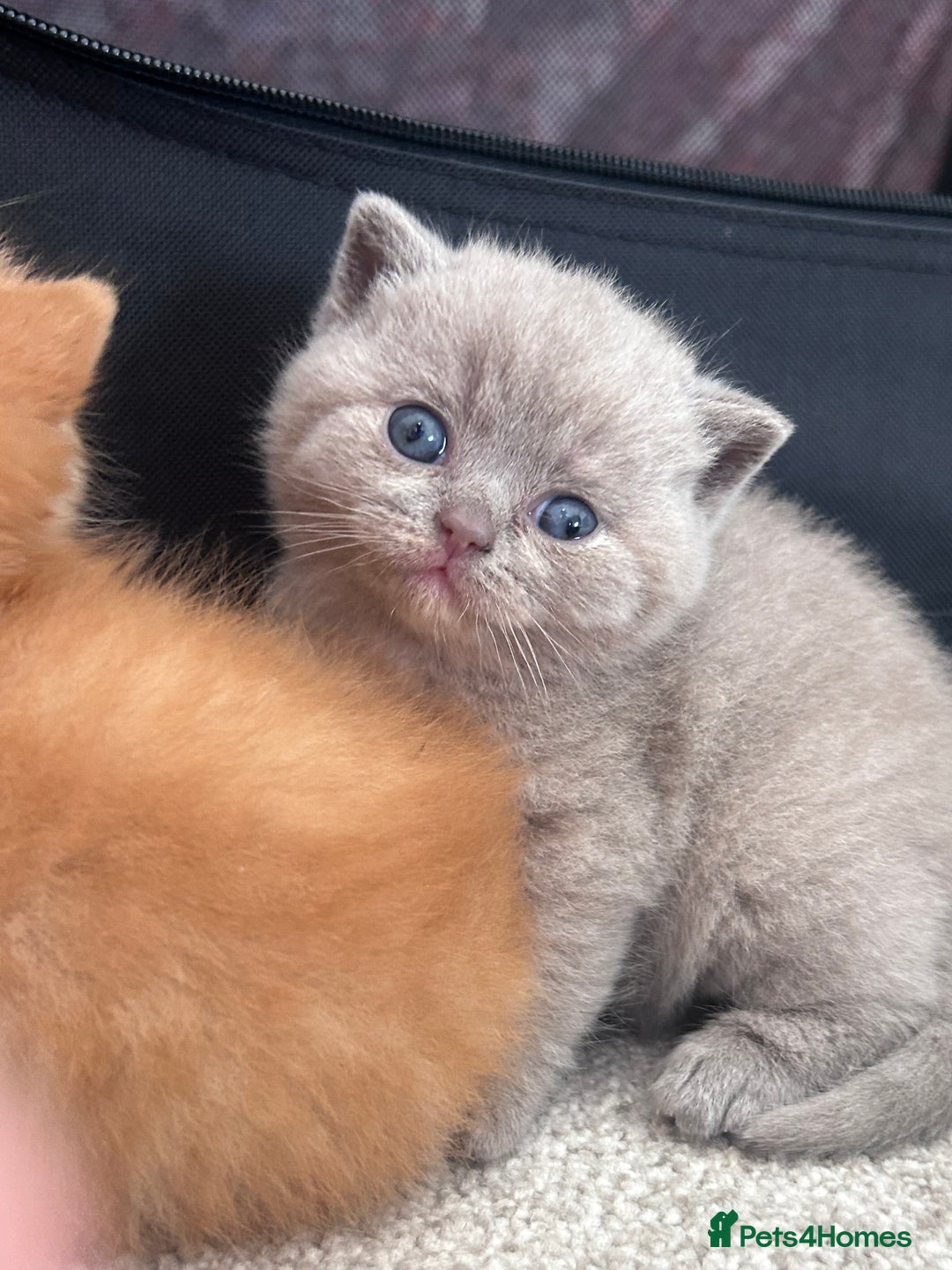 British Shorthair cats for sale: TICA Registered British Shorthair Kittens - Image 4