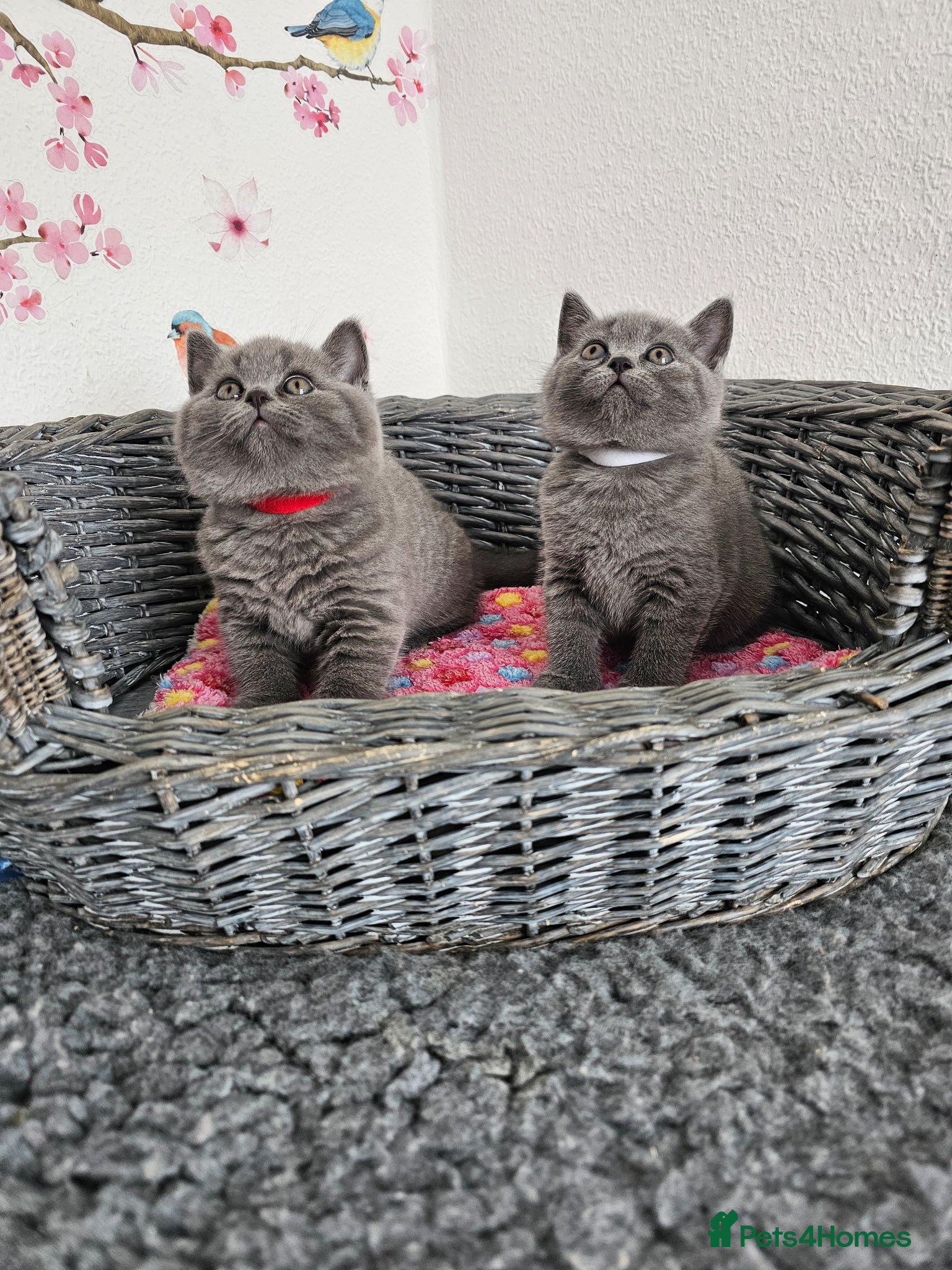 British Shorthair cats British Shorthair Kittens - Advert 1