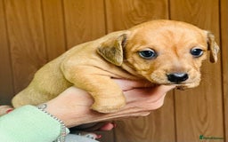 Mixed Breed dogs for sale: Sisters  - Image 7