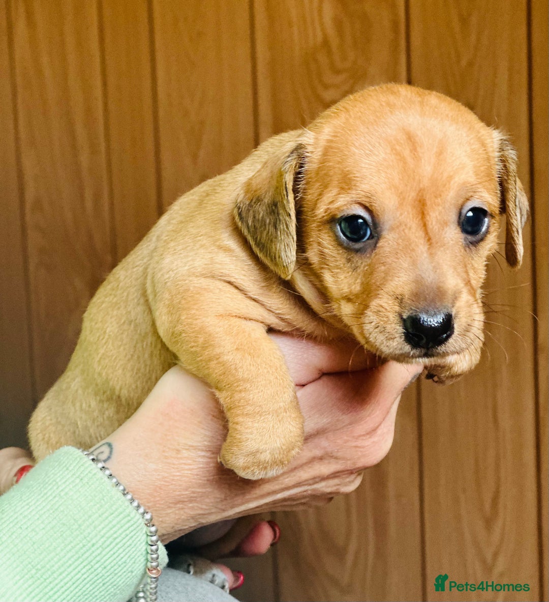 Mixed Breed dogs for sale: Sisters  - Image 7