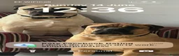 Bullmastiff dogs for stud: KC Registered Bullmastiff Sire  - Advert 2