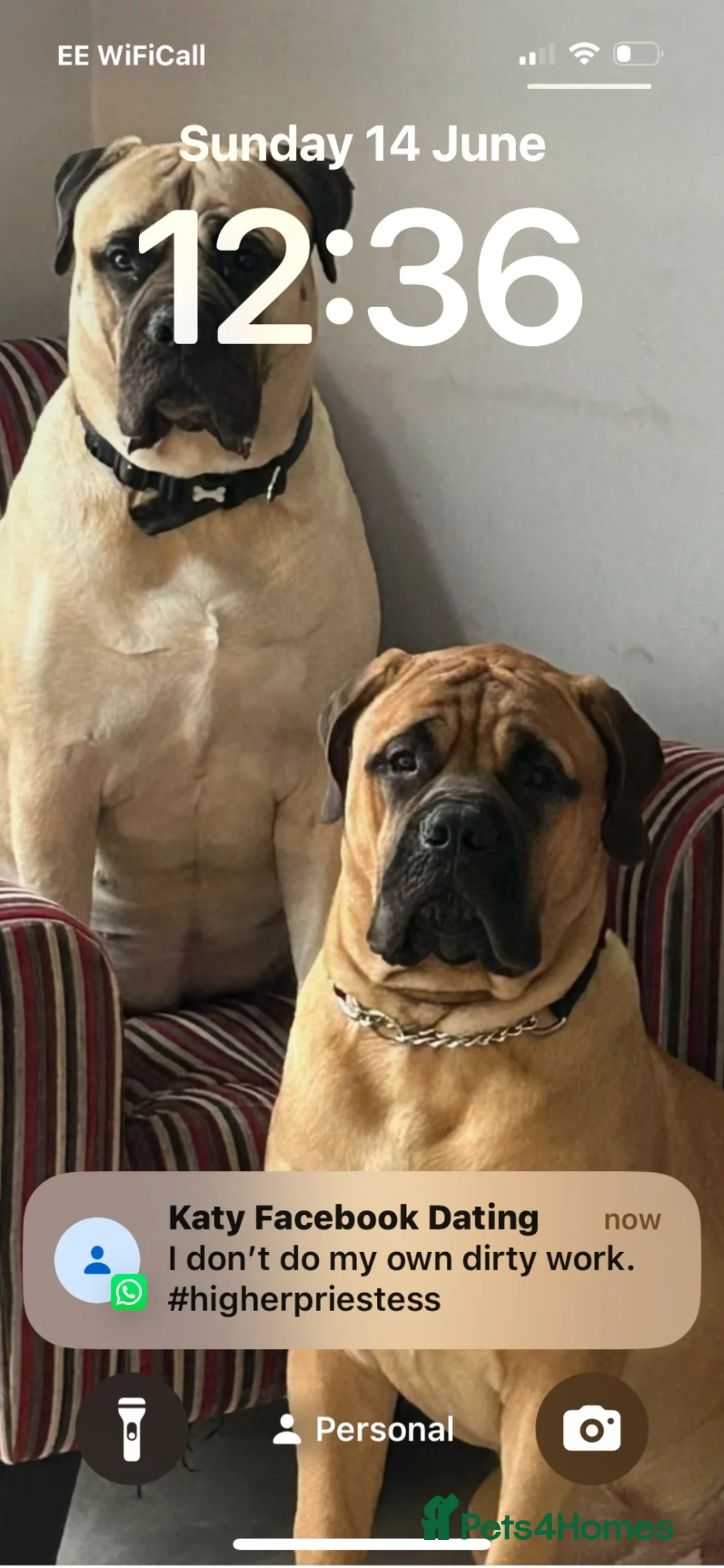 Bullmastiff dogs for stud: KC Registered Bullmastiff Sire  - Advert 2