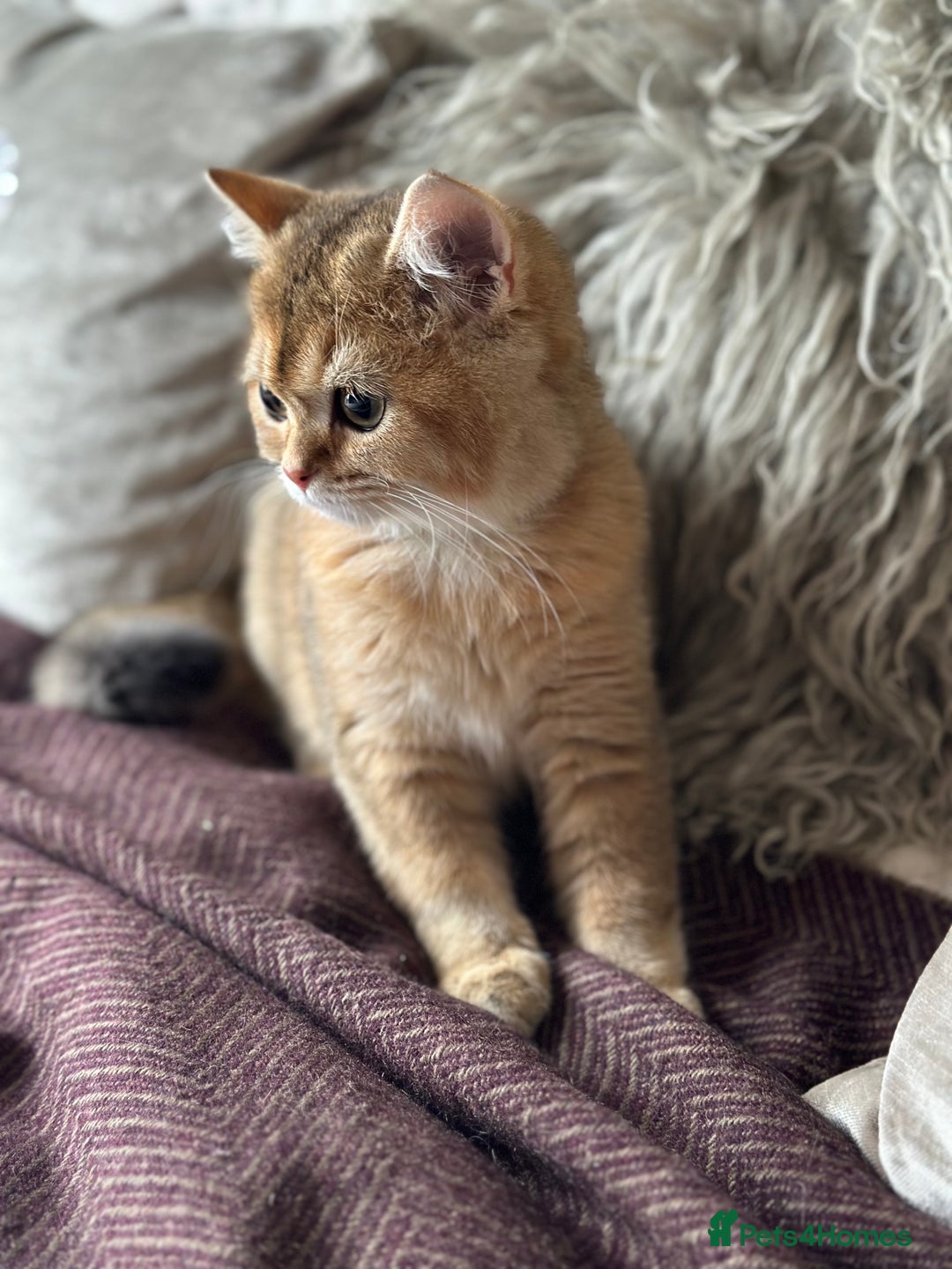 British Shorthair cats for sale: BSH Golden kittens  - Image 8
