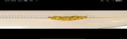 Python Snake reptiles for sale: Green tree python unsexed  in Houghton le Spring - Advert 3