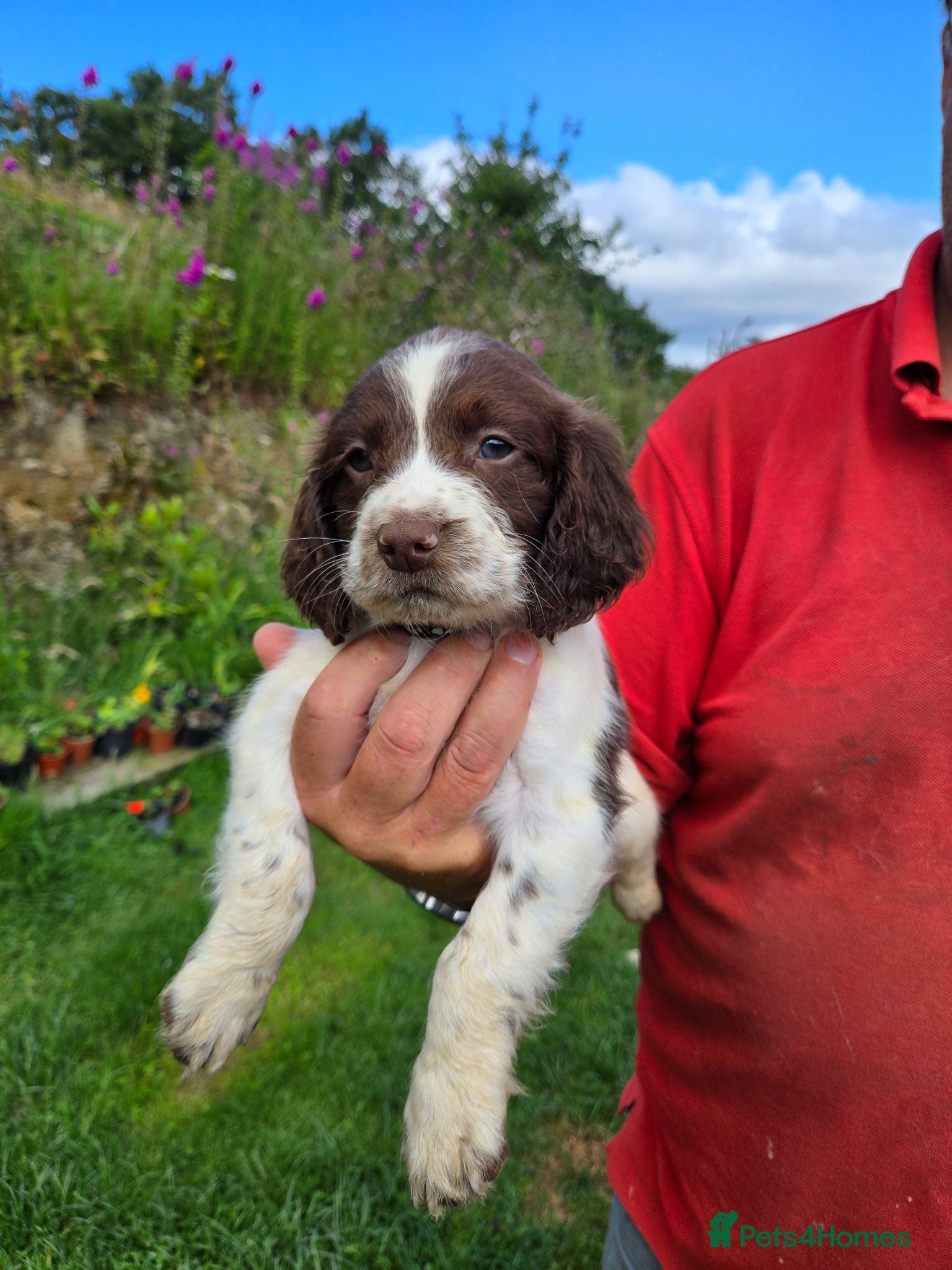 English Springer Spaniel dogs * Ready Now * ESS 1 Remianing Dog Pups  - Advert 1