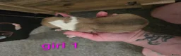 Welsh Corgi Pembroke dogs for sale: KC Beautiful Welsh Pembroke Corgi puppies. - Advert 9