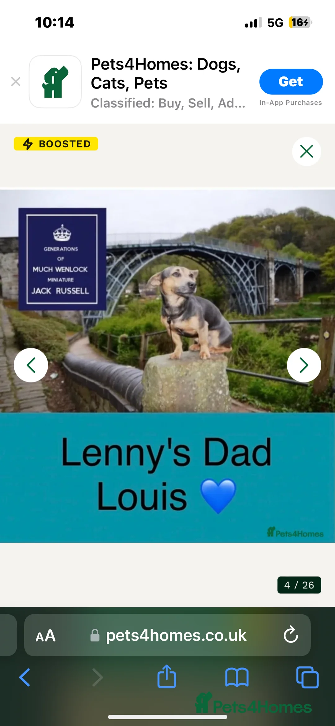 Jack Russell dogs for sale: Stunning Lilac Merle/chocolate jack Russel puppies - Advert 2