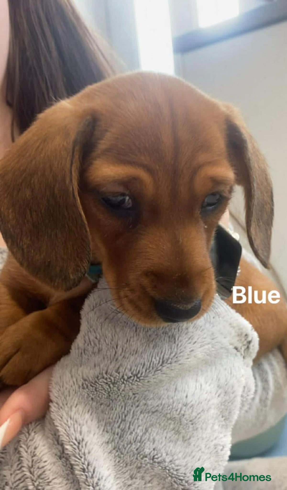 Miniature Dachshund dogs 600 LAST PUPPY REMAINING RED BOY PUPPY 5 MALE 600 - Advert 10
