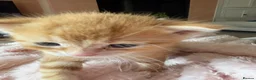 Mixed Breed cats for sale: Beautiful Ginger Kittens  - Advert 19
