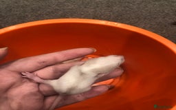 Rat rodents for sale: Rats for sale dumbo ear mother - Image 5