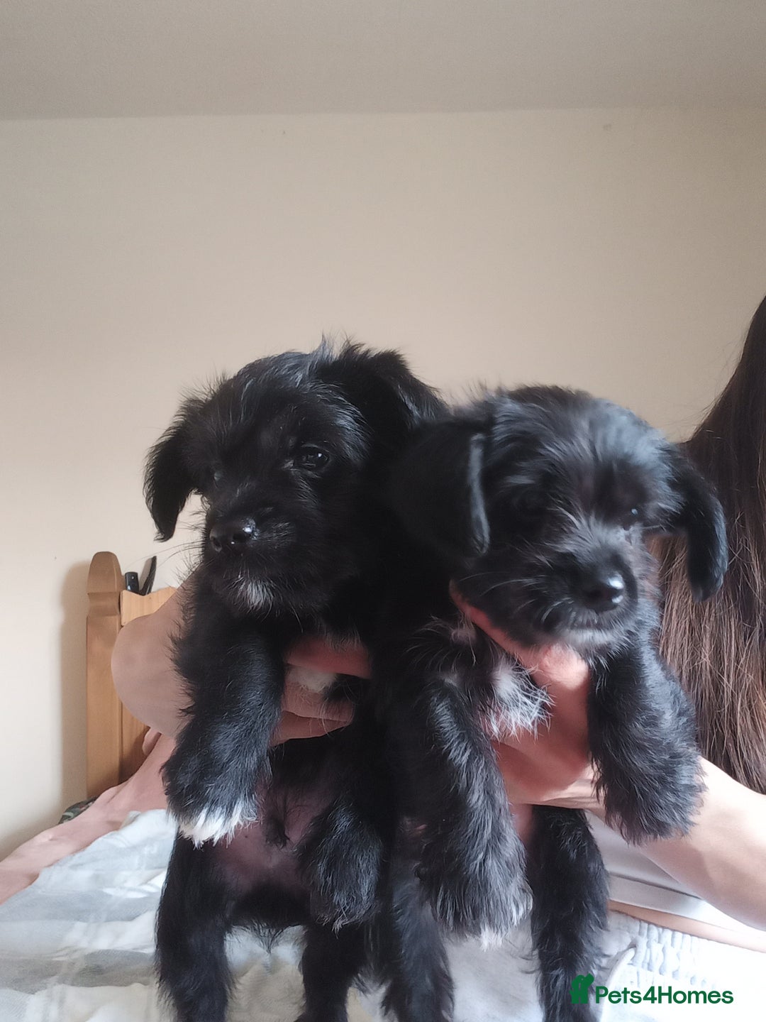 Mixed Breed dogs for sale: 💞 Beautiful Yorkie Russel Puppies 💞 - Image 30