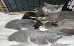 British Shorthair cats for sale: 6 beautiful British shorthair cross kittens  - Advert 1