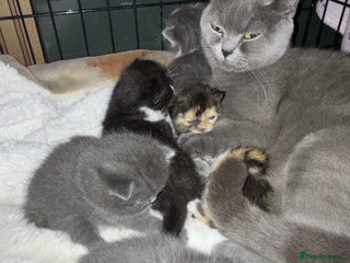 British Shorthair cats 6 beautiful British shorthair cross kittens - Advert 1