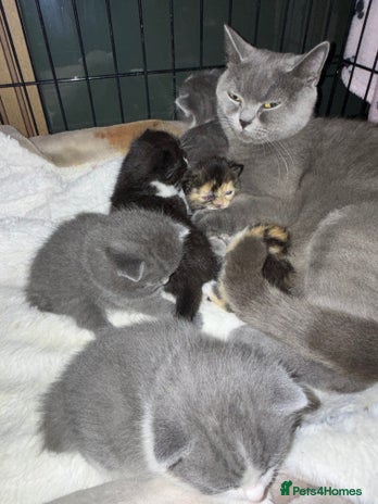 British Shorthair cats 6 beautiful British shorthair cross kittens - Advert 1