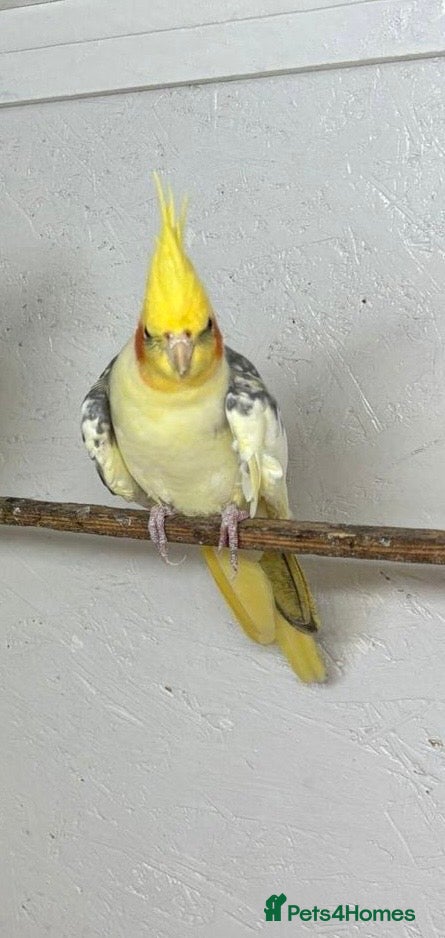 Cockatiels birds Breeding of cockatiels  - Advert 1