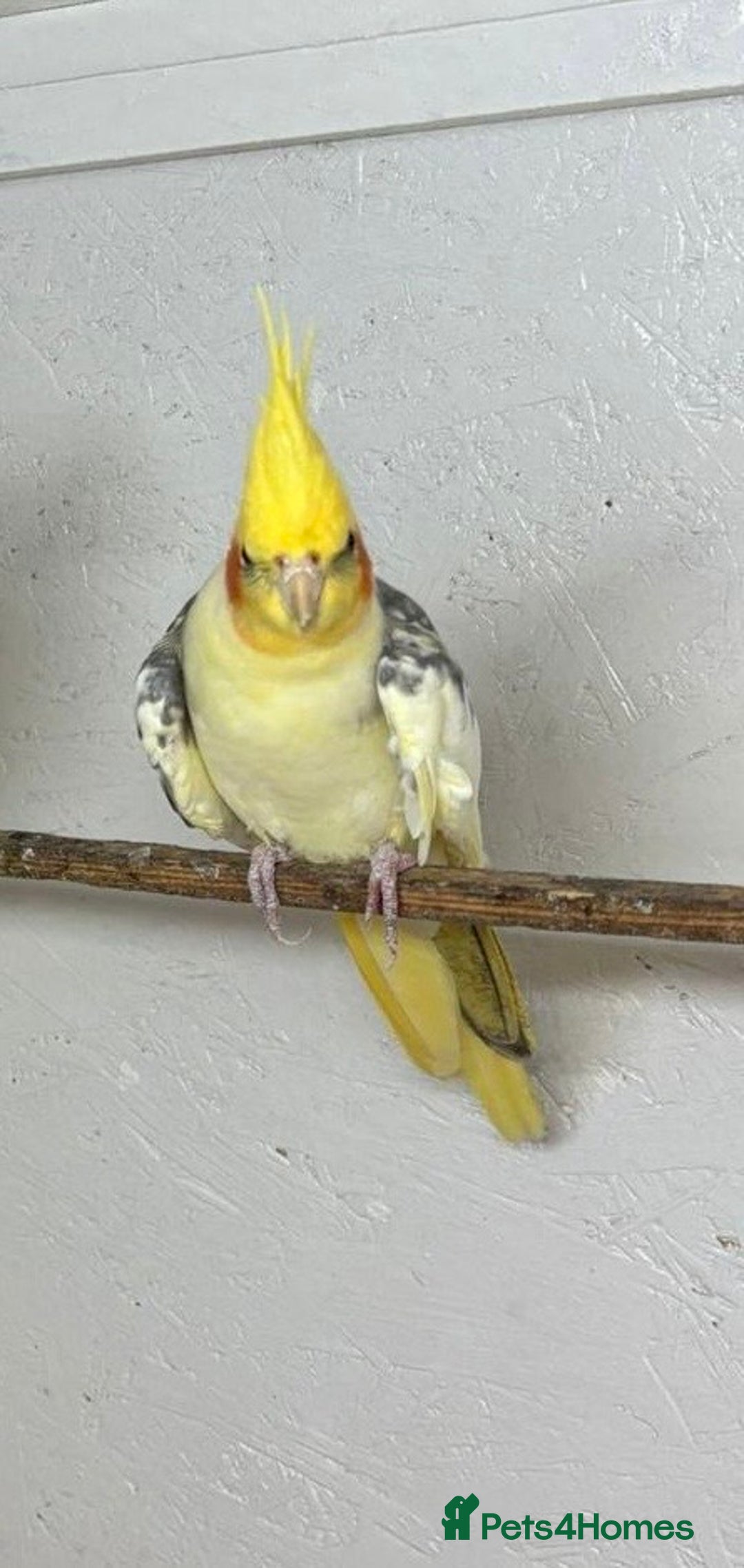 Cockatiels birds for sale: Breeding of cockatiels  - Advert 1