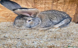 Continental Giant rabbits for sale: Huge Giant Rabbit Male - Advert 4