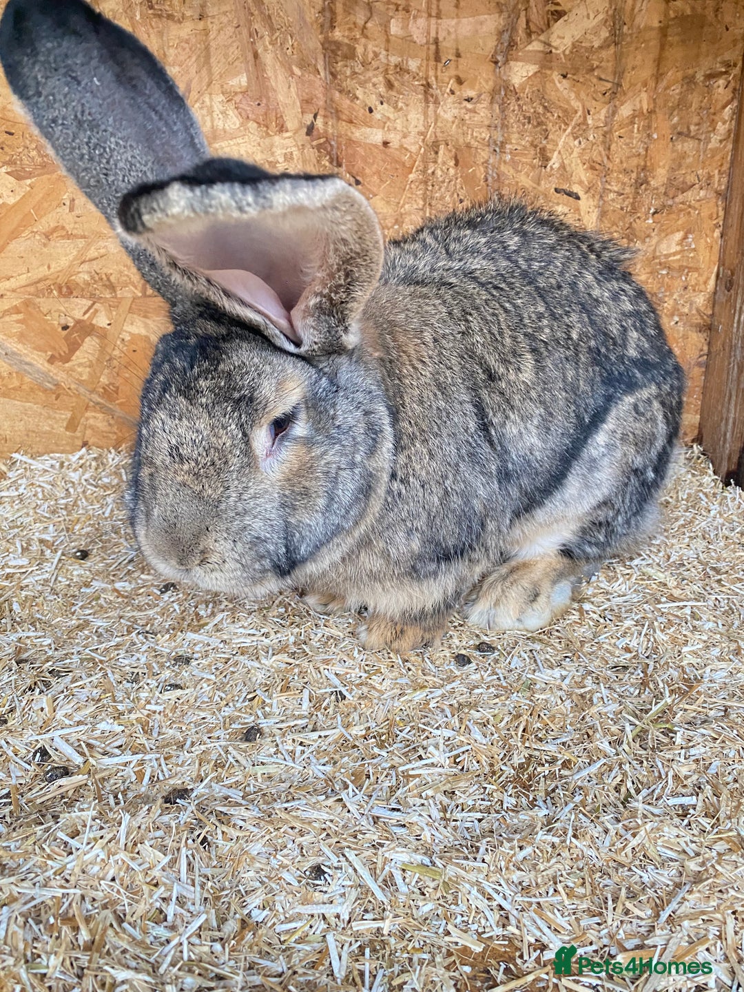 Continental Giant rabbits for sale: Huge Giant Rabbit Male - Advert 4