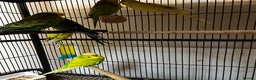 Budgerigars birds for sale: Budgies for sale  - Advert 3