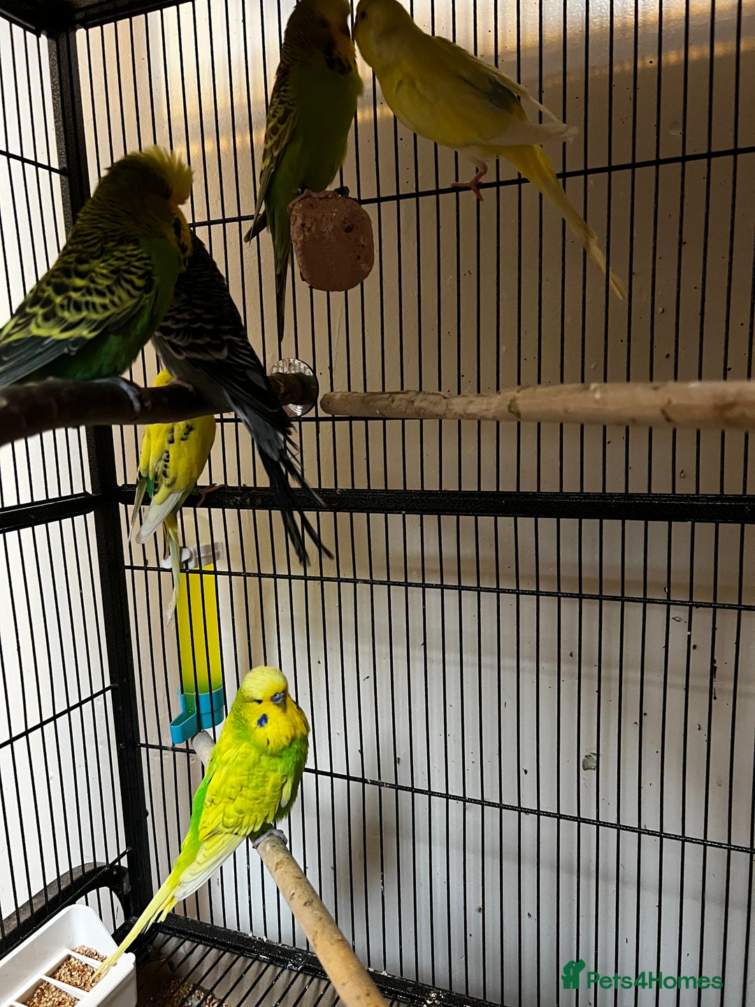 Budgerigars birds for sale: Budgies for sale  - Advert 3
