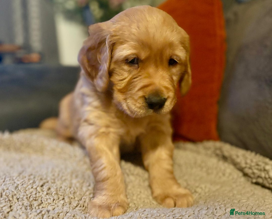 Golden Retriever dogs for sale: Beautiful Chunky Golden Retriever Pups - Advert 8
