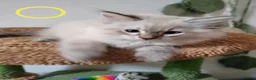 Ragdoll cats for sale: Adorable Ragdoll x Siberian mix kittens - Advert 11