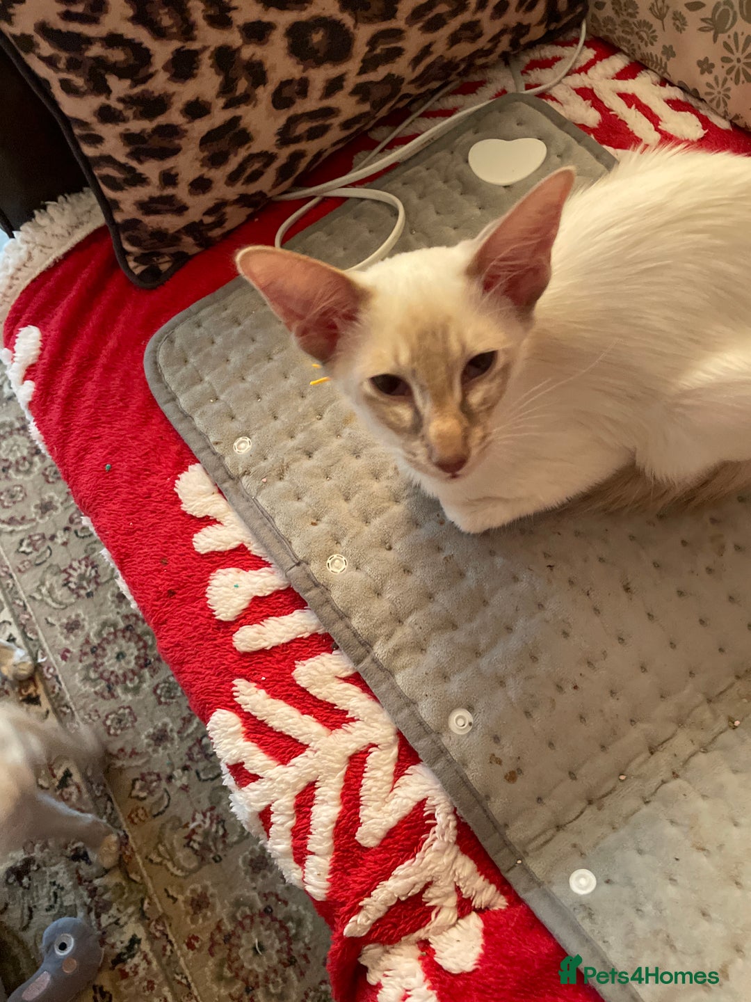 Balinese cats for sale: Lilac tabby Balinese kitten - Advert 9