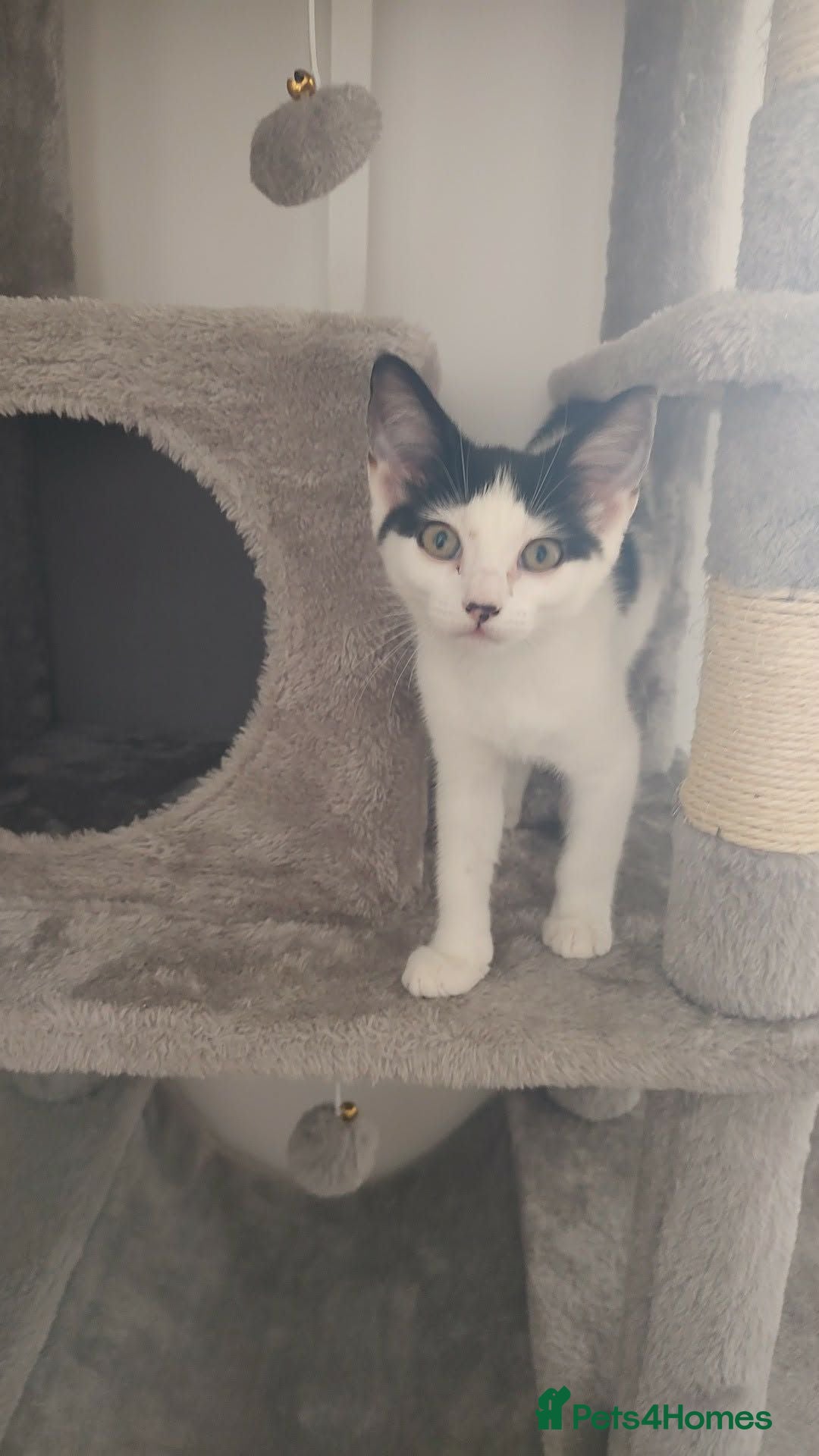 Norwegian Forest Cat cats Female black and white kitten  - Advert 13