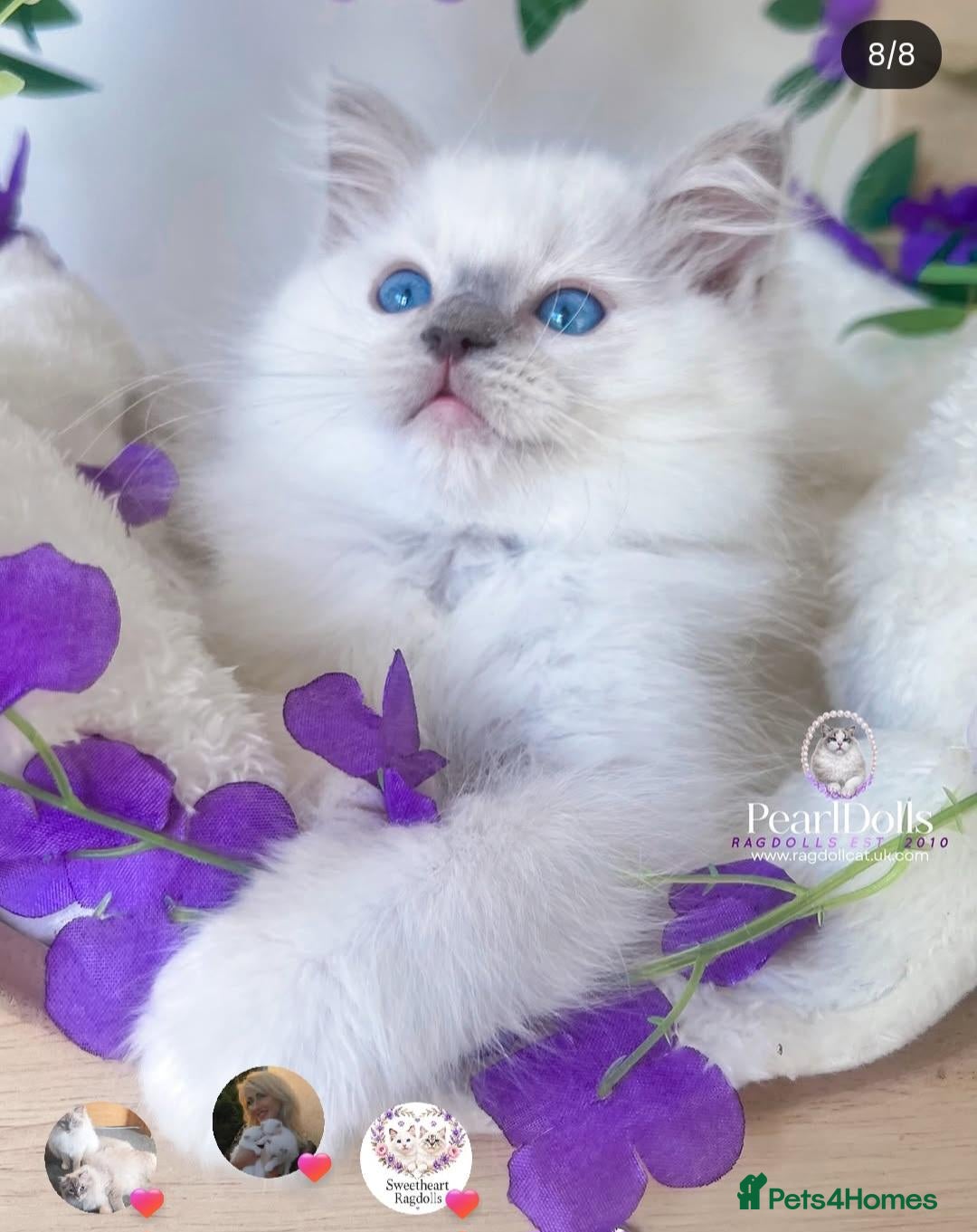 Ragdoll cats Lilac mitted ragdoll male  - Advert 13
