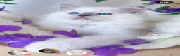 Ragdoll cats for sale: Lilac mitted ragdoll male - Advert 4