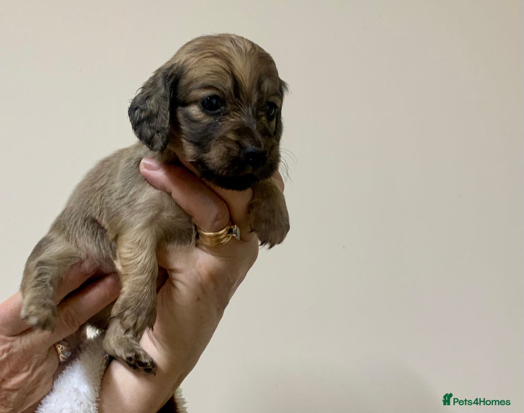 Miniature Dachshund dogs for sale: KC reg mini Longhaired Dachshunds - Advert 12