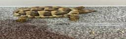 Tortoise reptiles for sale: Testudo hermanni (Hermanns Tortoise) - Advert 5