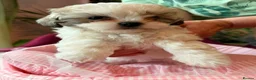 Malshi dogs for sale: Malshi Puppies - Rare Type - Ready Soon - Advert 13