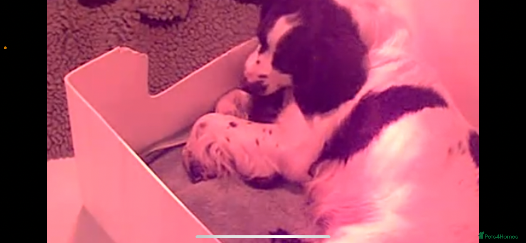 Sprocker dogs Two beautiful Sprocker Girls  - Advert 1