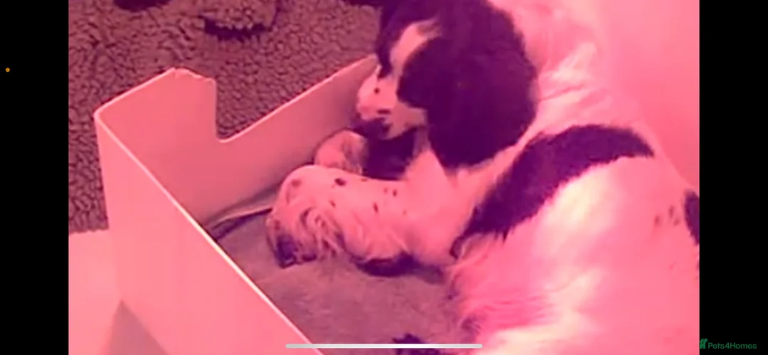 Sprocker dogs for sale: Two beautiful Sprocker Girls  - Advert 1