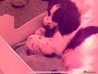 Sprocker dogs Two beautiful Sprocker Girls - Advert 1