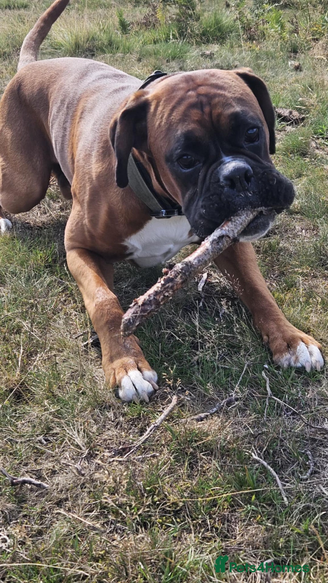 Boxer dogs for stud: Male boxer aged 2 ready for stud duties 🥰 - Advert 6