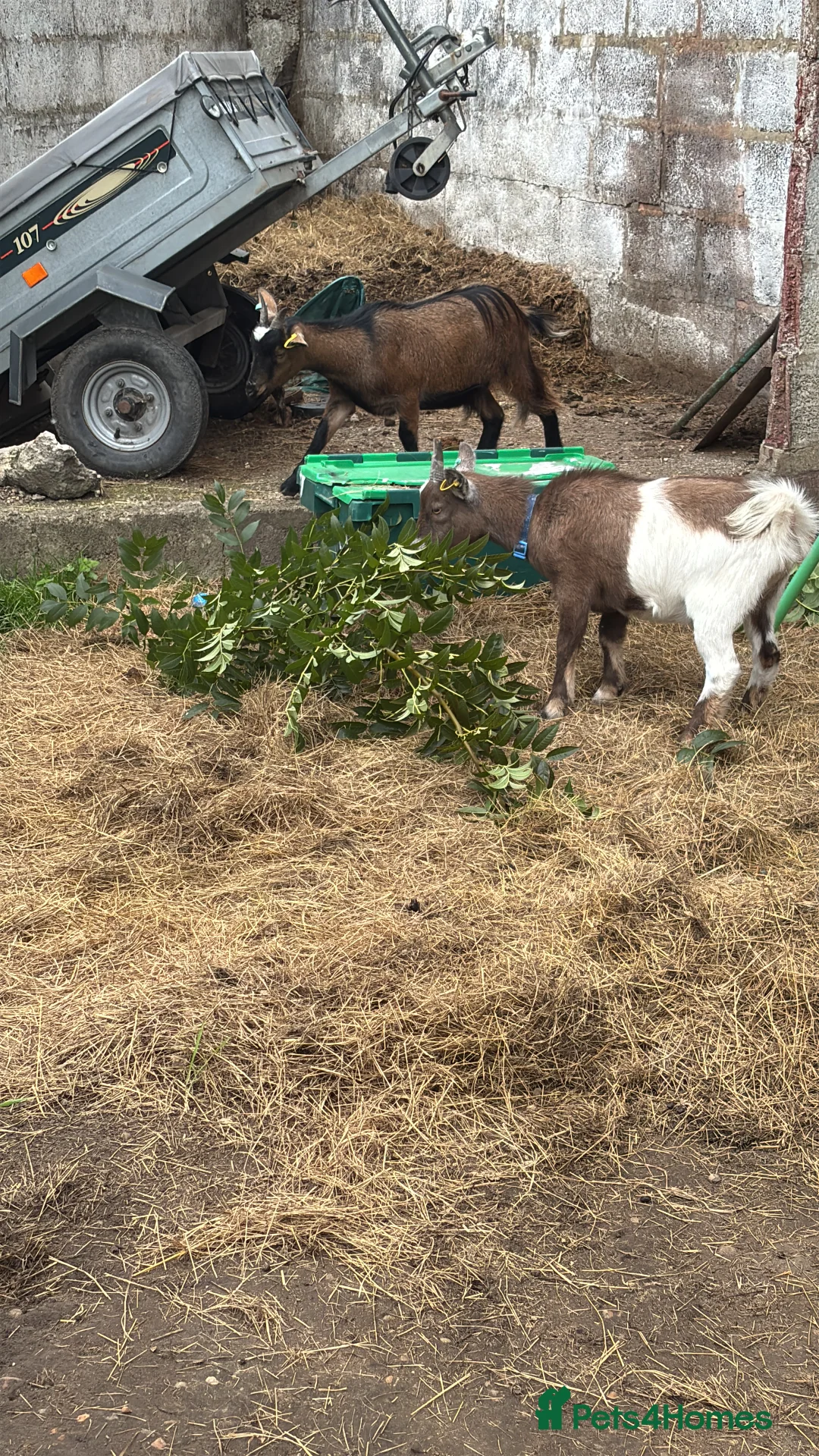 Goats livestock for sale: Pygmy goats  - Advert 3