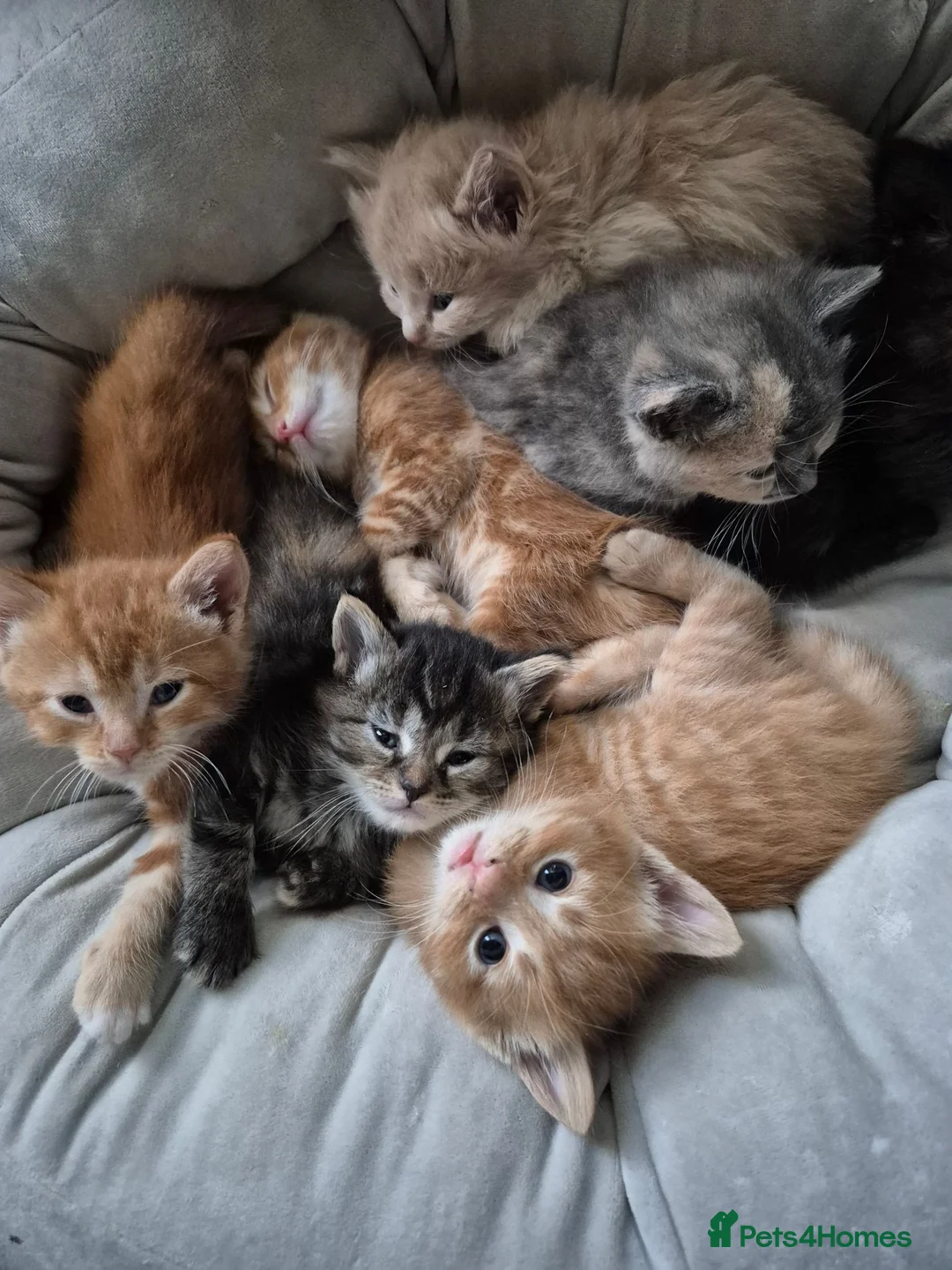 Turkish Angora cats for sale: Beautiful Turkish Angora- British Longhair Kittesn - Advert 5