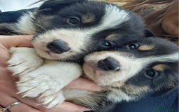 Border Collie dogs for sale: Border collie puppies for sale  - Image 3