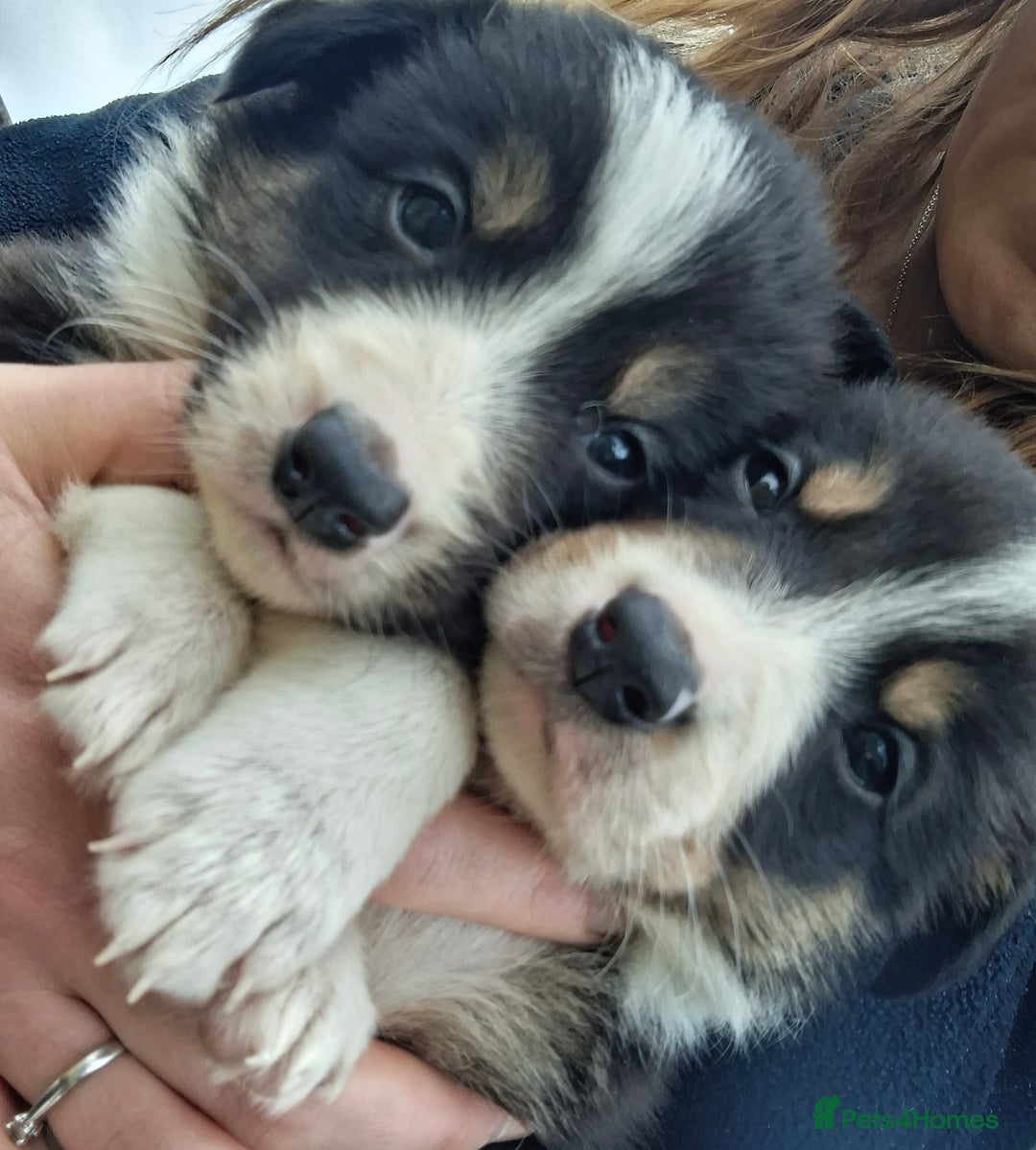 Border Collie dogs for sale: Border collie puppies for sale  - Image 3