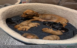 Dachshund dogs for sale: 8 week old Dachshunds  - Image 7