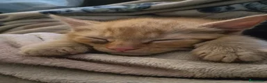 Mixed Breed 1